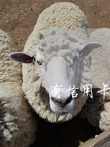 有信用卡逾期很久了的吗(逾期过的信用卡)