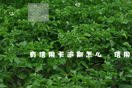 有信用卡逾期怎么辦（信用卡大量逾期了怎樣辦）