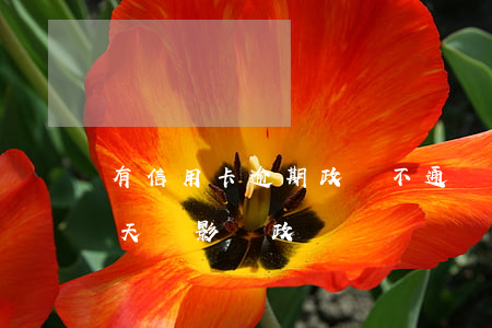 有信用卡逾期政審不通過的嗎（信用卡逾期五天會影響政審嗎）