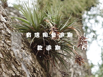 有信用卡逾期會(huì)影響房貸么(房子貸款逾期會(huì)影響信用嗎)