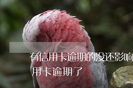 有信用卡逾期的没还,影响找工作吗?（新工作信用卡逾期了）