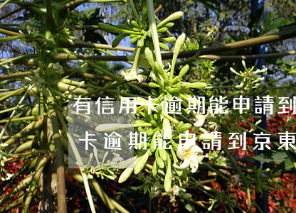 有信用卡逾期能申請到京東金條嗎-有信用卡逾期能申請到京東金條嗎安全嗎