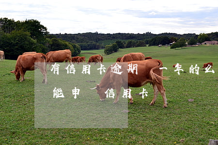 有信用卡逾期過一年的么(一年前逾期了能不能申請信用卡)