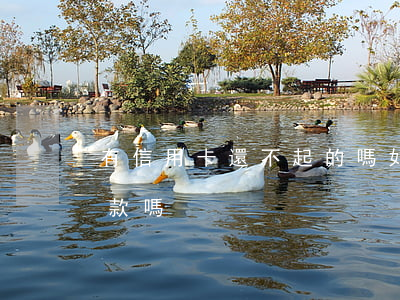 有信用卡還不起的嗎(如果有信用卡沒還能貸款嗎)