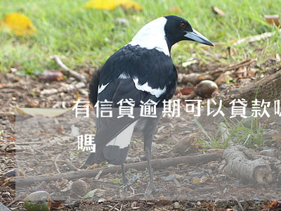 有信貸逾期可以貸款嗎(征信有逾期可以貸款嗎)