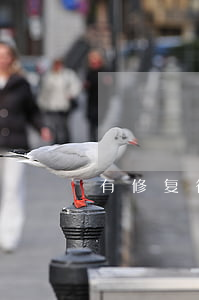 有修复征信逾期的吗