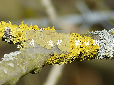 有個逾期還能借款嗎(逾期后還了還能借嗎)