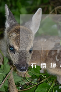 有價證券的定義是什么,有哪些種類