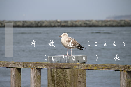 有償放棄房產(chǎn)繼承權怎么寫(財產(chǎn)繼承權放棄證明怎么寫)