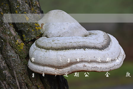 有兩個(gè)逾期公積金貸款嗎(有兩個(gè)逾期公積金貸款嗎)