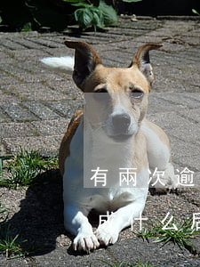 有兩次逾期房貸利率提高(房貸逾期二次會造成什么后果)