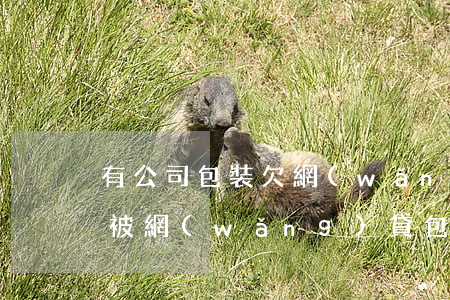 有公司包裝欠網(wǎng)貸不還怎么辦(被網(wǎng)貸包裝公司騙了怎么辦)