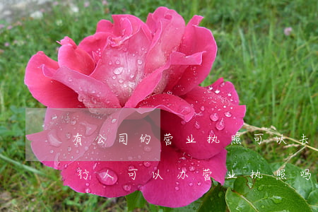 有公司的营业执照可以去法院起诉吗(法院执行人可以办营业执照吗)