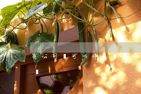 有公司說可以停息掛賬(停息掛賬可以去銀行嗎)