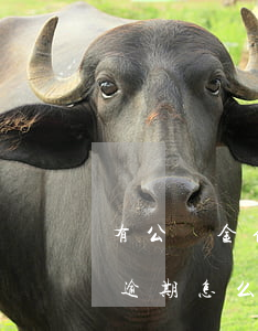 有公積金信用卡逾期怎么辦(公積金貸款顯示逾期怎么辦)