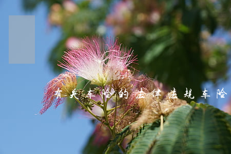 有关车险的法律法规(车险法律法规有哪些)