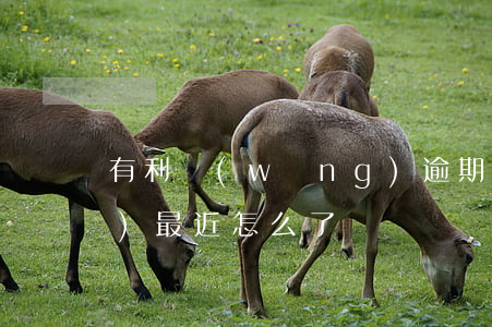 有利網(wǎng)逾期(有利網(wǎng)最近怎么了)