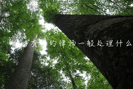 有名的律师一般处理什么案子(很有名的律师)