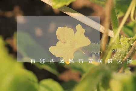 有哪些离婚方式可供选择