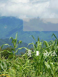 有塊地法院可以拍賣嗎