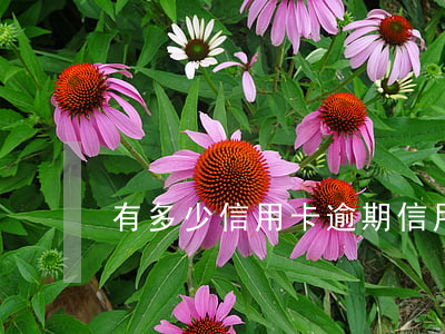 有多少信用卡逾期（信用卡逾期几万的后果）