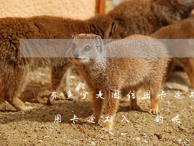 有多少是因信用卡逾期入獄的(有多少是因信用卡逾期入獄的呢)