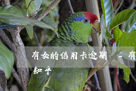 有女的信用卡逾期嗎-有女的信用卡逾期嗎知乎