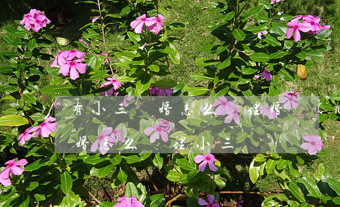 有小三離婚怎么處理(婚內(nèi)出軌離婚怎么處理小三)