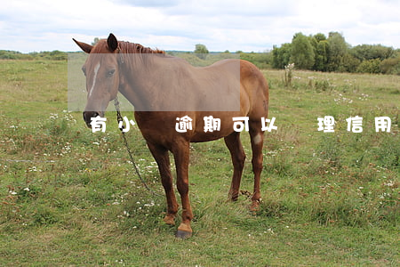 有小額逾期可以辦理信用卡嗎？影響大嗎？