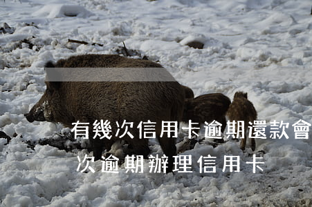 有幾次信用卡逾期還款會影響貸款申請嗎（多次逾期 辦理信用卡）