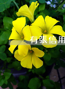 有張信用卡逾期31個月(信用卡逾期二個月)