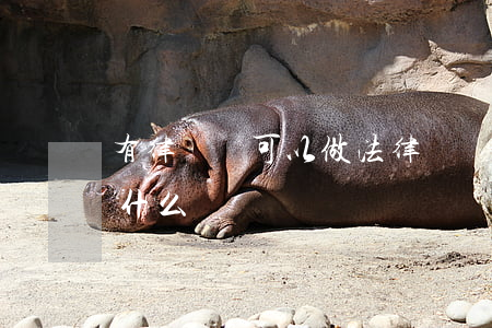 有律師證可以做法律顧問嗎(做法律顧問需要什么資質)