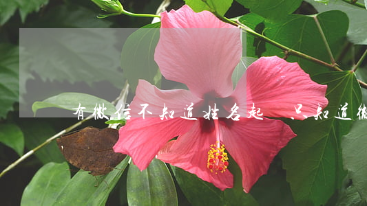 有微信不知道姓名起訴(只知道微信號 起訴)