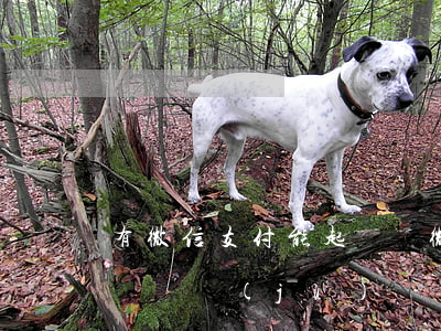有微信支付能起訴嗎(微信支付借款可以做起訴證據(jù)嗎)