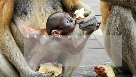 有微信逾期协商专员