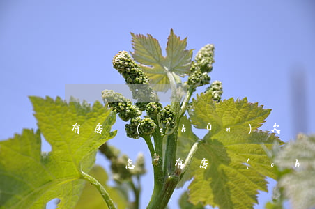 有房產(chǎn)欠網(wǎng)貸沒還會怎樣(有房產(chǎn)欠網(wǎng)貸沒還會怎樣)