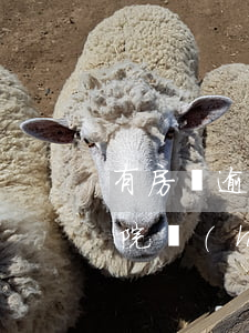 有房貸逾期被起訴的嗎-房貸逾期被起訴法院會(huì)怎么判