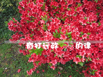 有打行政訴訟的律師嗎(有打行政訴訟的律師嗎)