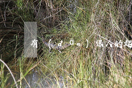 有擔(dān)保人的起訴書怎么寫