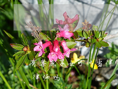 有案底子女可以当律师吗(有刑事案底可以当律师吗)