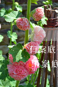 有案底子女可以當(dāng)律師嗎(有刑事案底可以當(dāng)律師嗎)