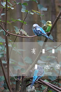有樂貸款逾期可以借嘛(沒有逾期分期樂突然無法借款了)