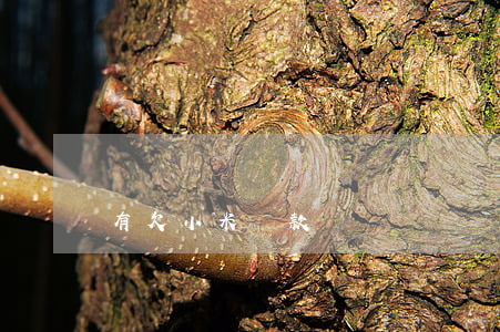 有欠小米貸款