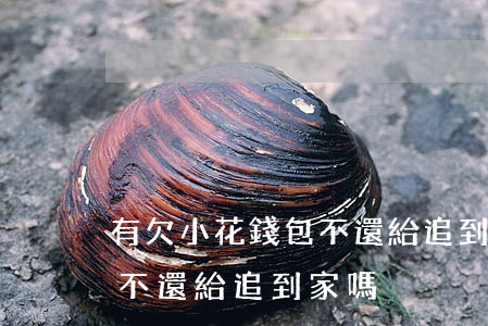 有欠小花錢包不還給追到家嗎(有欠小花錢包不還給追到家嗎)