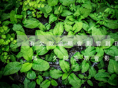 有欠款逾期會影響到孩子考大學(xué)嗎-欠款逾期會影響子女上學(xué)嗎
