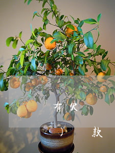 有欠萬達(dá)貸不還的嗎(欠萬達(dá)貸款還不上被起訴了還有利息嗎)