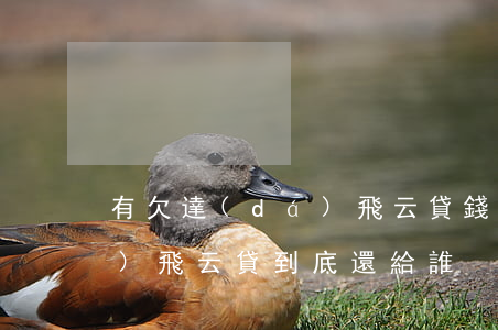 有欠達(dá)飛云貸錢的嗎急用(達(dá)飛云貸到底還給誰)