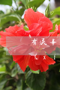 有民事共同債務(wù)糾紛可以離婚嗎(協(xié)議離婚后共同債務(wù)能否單獨(dú)起訴)