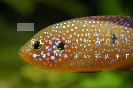 有沒(méi)有信用卡逾期半年的（信用卡半年前有逾期可以申請(qǐng)嗎）