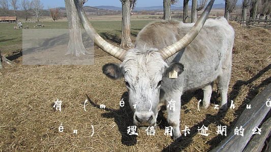 有沒(méi)有專(zhuān)門(mén)處理信用卡逾期的公司（信用卡逾期可以去單位工作嗎）